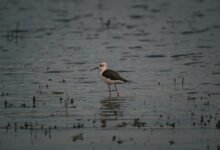 discover trending instagram content